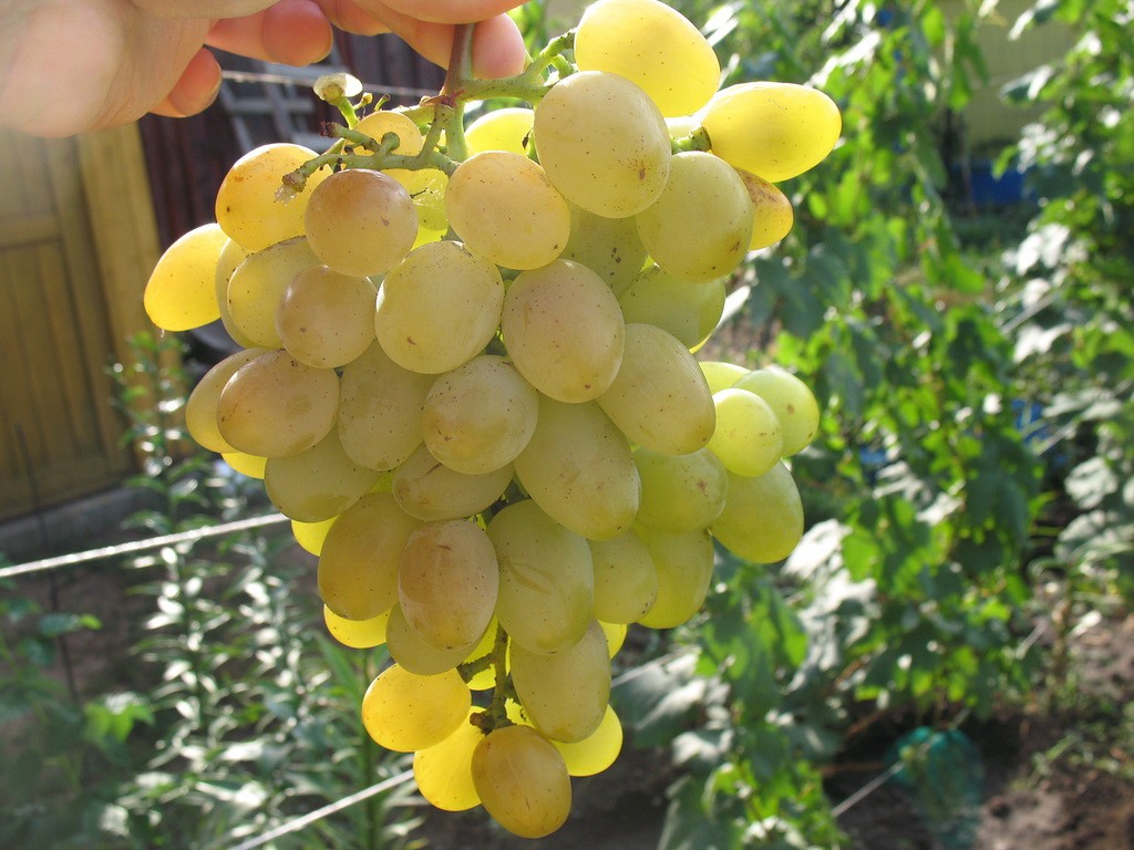 Виноград Италия