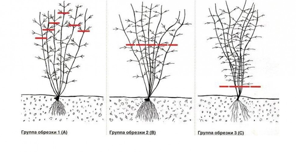 Схема обрезки клематиса