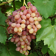 кишмиш Лучистый