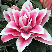 Нова  350 руб.