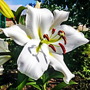 Замбези  350 руб.