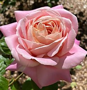 Амазинг Грейс