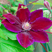 клематисы(ЗКС)