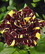 Абракадабра