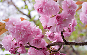 Сакура японская розовая