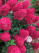 Самарская  Лидия  1000 руб.