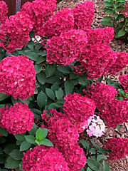 Самарская  Лидия  1000 руб.