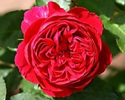 Бенджамин Бриттен