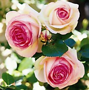 Пьер де Ронсар