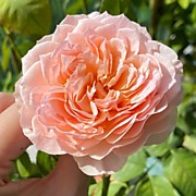 Прайд оф Джейн 