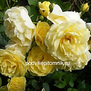 Голден Гейт 