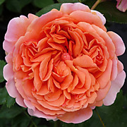 Чиппендейл 