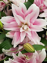 Микаэлла  350 руб.