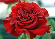 Рэд Франция