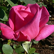 Эйфелева Башня