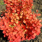 барбарисы (ЗКС)