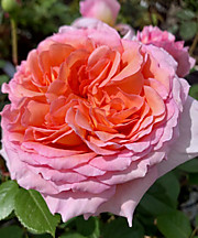 Абрахам Дэрби