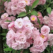 Бриз Парфюм 