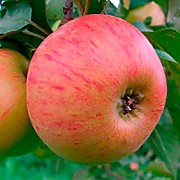 Медуница  500 руб.