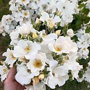 Салли Холмс (мускусная)