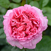 Кристофер Марлоу