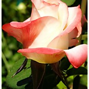 Бэлла Перла