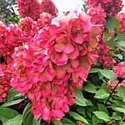 Бонфайер  700 руб.