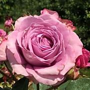 Диттер Мюллер