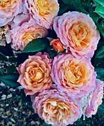 Кантри Герл