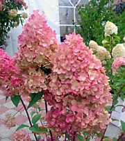 Фантом 700 руб.