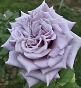 Шато Миртир