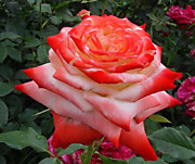 Императрица Фаррах