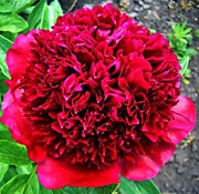 Рэд Чарм (2-3почки)