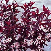 Черемуха виргинская Шуберта  800 руб.