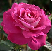 Блокбастер