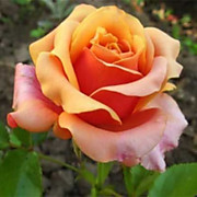 Черри Бренди