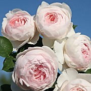 Герцогиня Кристиана 