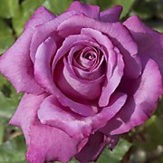 Клод Брассер