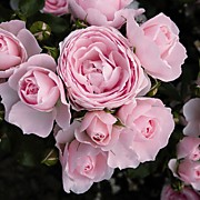 Ханц Геневайн