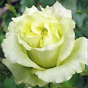 Грин Романтика