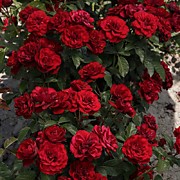 Рэд Вельвет