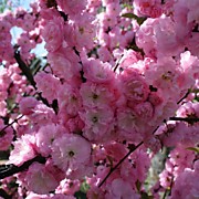 Миндаль Луизеания  600 руб.