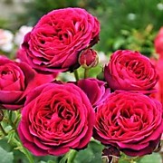 Квадро Венц