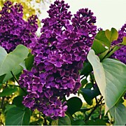 Фрэнк  Патерсон