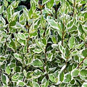 Дерен Аргентомаргината  400 руб.