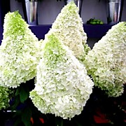 Полар Бир 700 руб.