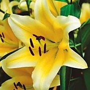 Конка Дор  350 руб.