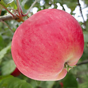 Мантет  500 руб.