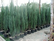 Можжевельник скальный Блю  Эрроу (100см)