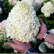 Геркулес  700 руб.